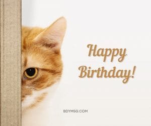 45 Birthday Wishes for Cat - Happy Birthday, Kitty! - BDYMSG