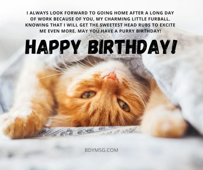 45 Birthday Wishes for Cat - Happy Birthday, Kitty! - BDYMSG