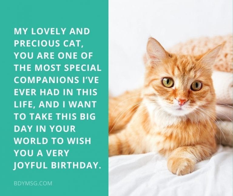 45 Birthday Wishes for Cat - Happy Birthday, Kitty! - BDYMSG