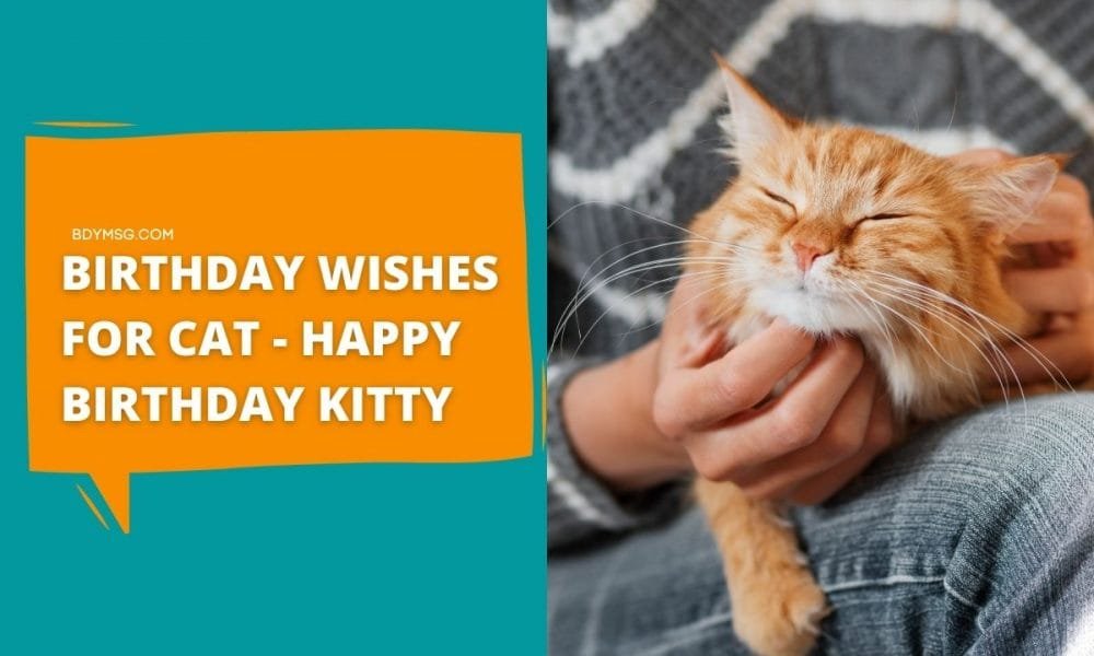 Cat Birthday Wishes